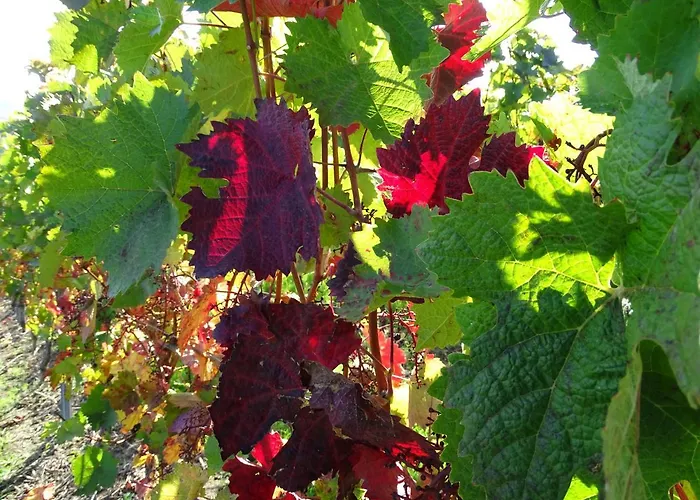 Rheinhessen Nieder-Olm (Rhineland-Palatinate)